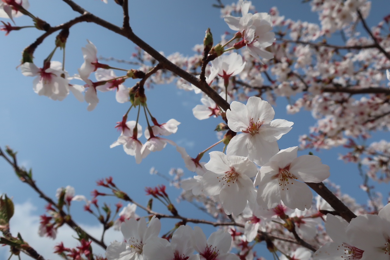 sakura